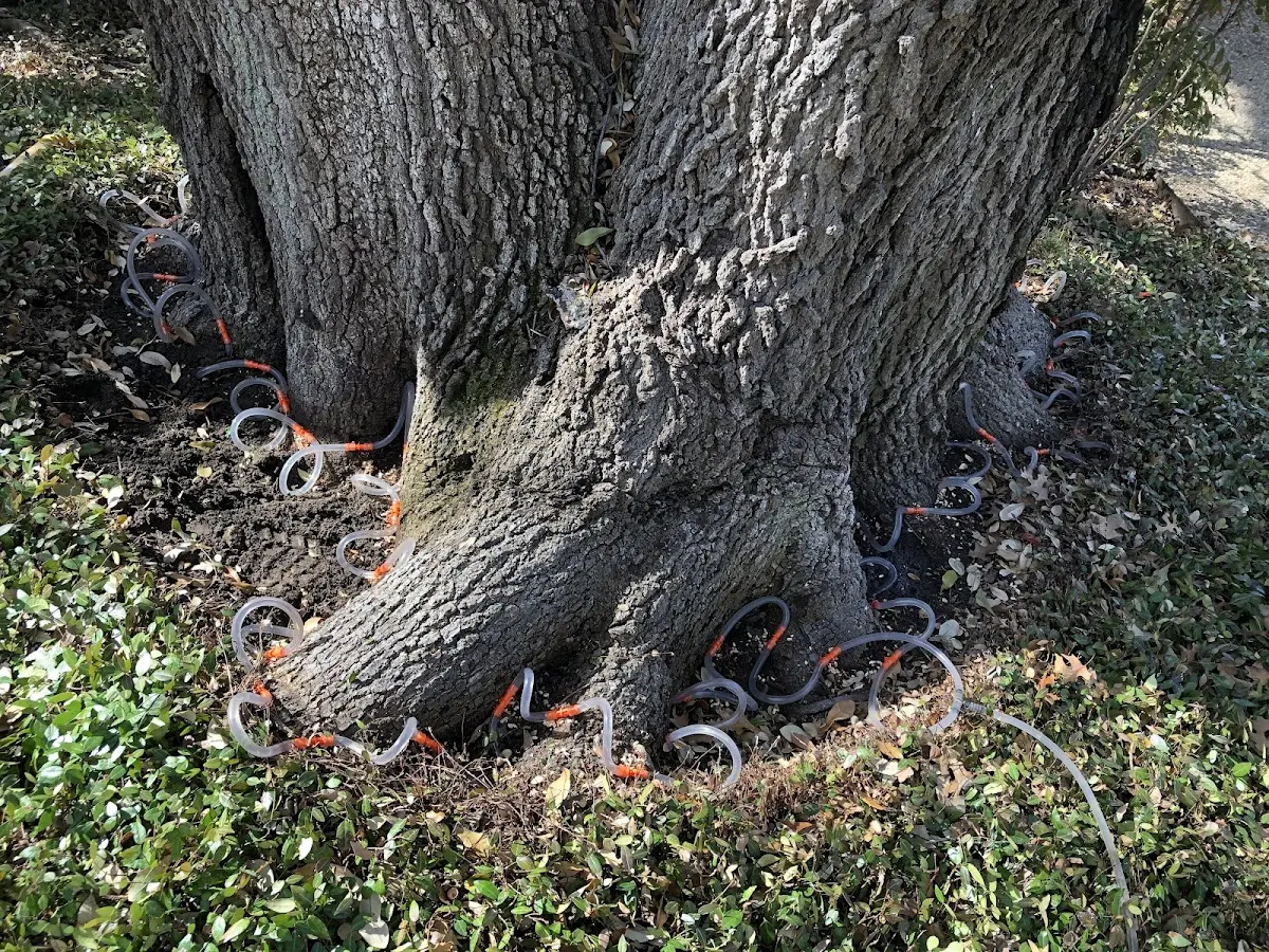 Detailed Tree Cabling and Bracing job site in Montebello